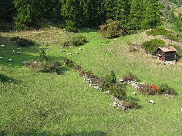 �O���[�V���[�p���_�C�X�s���S���h������