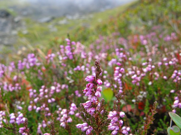 �������b�q�F���`�N���C�l�V���C�f�B�b�N
�g���b�L���O�R�[�X