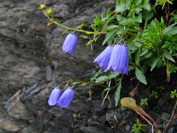 �������b�q�F���`�N���C�l�V���C�f�B�b�N
�g���b�L���O�R�[�X