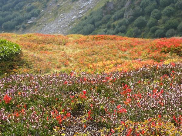 �������b�q�F���`�N���C�l�V���C�f�B�b�N
�g���b�L���O�R�[�X