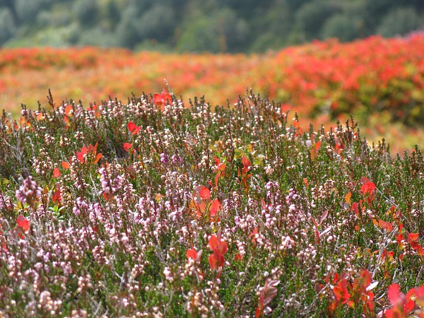 �������b�q�F���`�N���C�l�V���C�f�B�b�N
�g���b�L���O�R�[�X