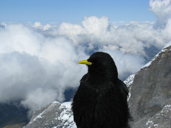 �L�o�V�J���X