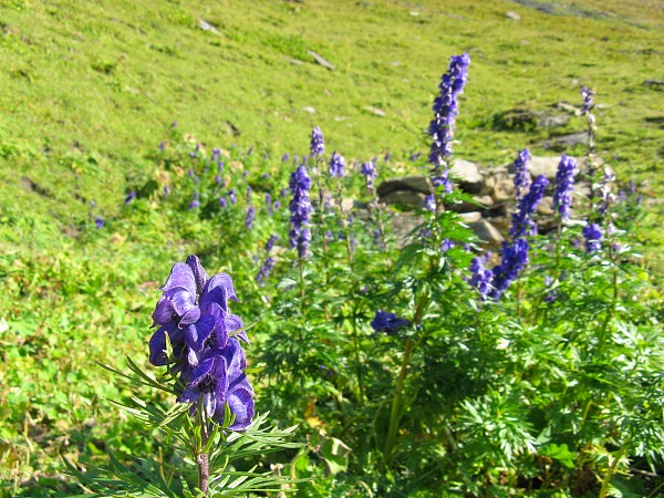 �t�B���X�g�`�o�b�n�A���v�[�[�@�g���b�L���O�R�[�X