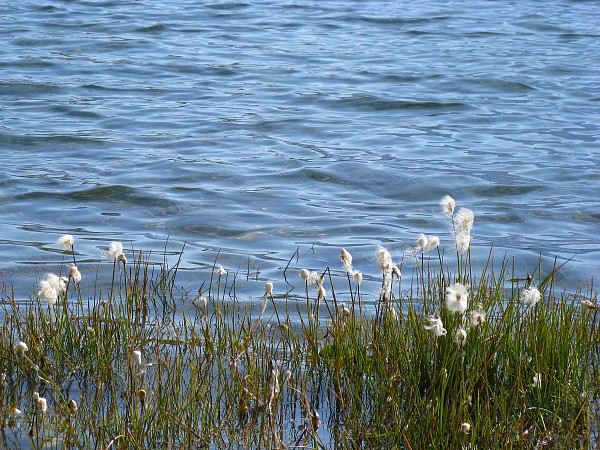 �o�b�n�A���v�[�[